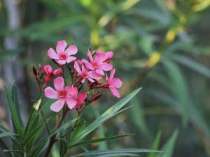 Lire la suite à propos de l’article Symptômes de la brûlure des feuilles du laurier-rose – Quelles sont les causes de la brûlure des feuilles du laurier-rose