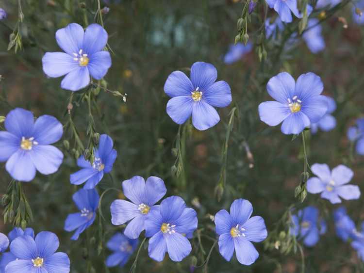 Lire la suite à propos de l’article Cultiver du lin : conseils pour l’entretien des plantes de lin