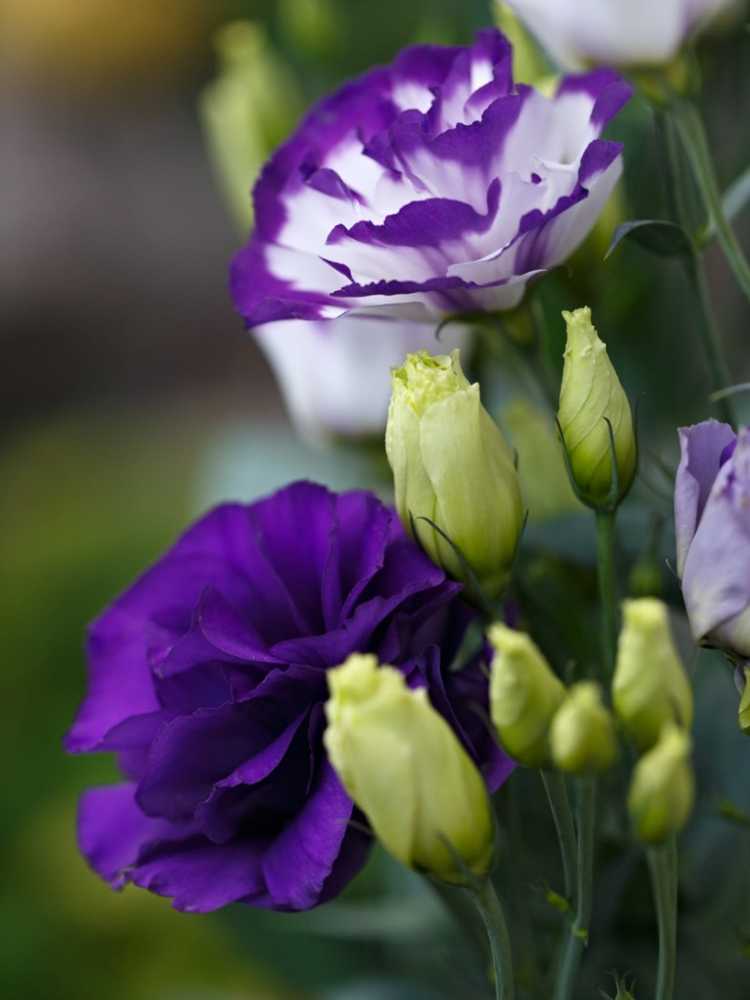 You are currently viewing Cultiver des fleurs de Lisianthus – Informations sur les soins du Lisianthus