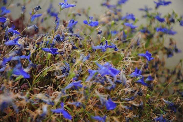 You are currently viewing Lobelia Browning: Pourquoi les plantes de Lobelia deviennent brunes