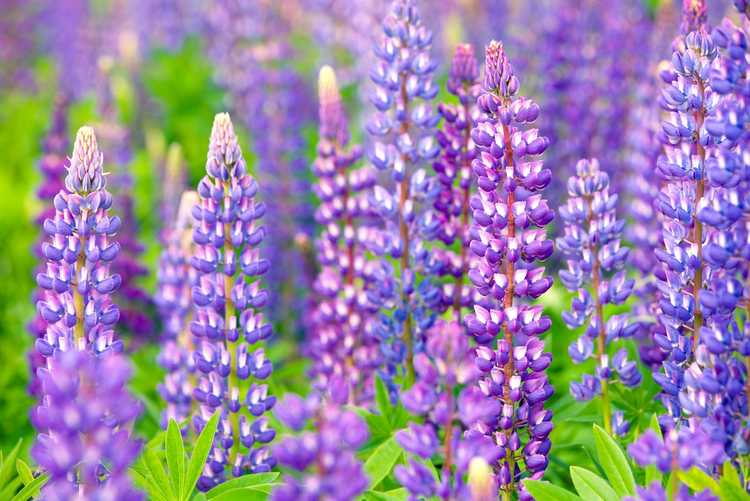 Lire la suite à propos de l’article Planter des fleurs de lupin – Comment faire pousser des lupins