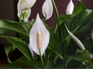 Lire la suite à propos de l’article Maladies du Spathiphyllum : Conseils pour traiter les maladies du lis de la paix