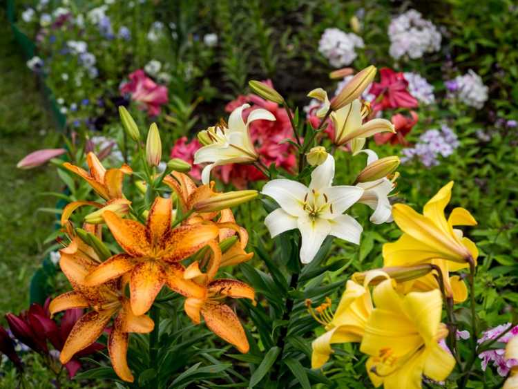 Lire la suite à propos de l’article Compagnons des lys dans le jardin : des plantes qui poussent bien avec les lys