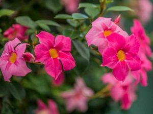 Lire la suite à propos de l’article Saison de floraison des Mandevillas : combien de temps les Mandevillas fleurissent-elles