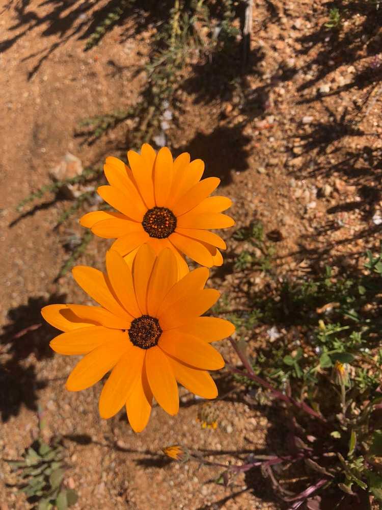 You are currently viewing Propagation du Cape Marigold – Comment propager des fleurs de marguerites africaines