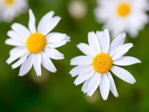 Lire la suite à propos de l’article Variétés de plantes de marguerite – Cultiver différentes plantes de marguerite dans le jardin