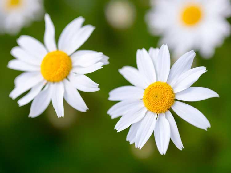 You are currently viewing Variétés de plantes de marguerite – Cultiver différentes plantes de marguerite dans le jardin