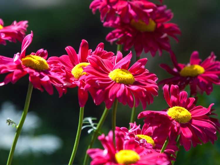 You are currently viewing Ravageurs et plante de marguerite peinte: conseils et soins de culture de marguerite peinte