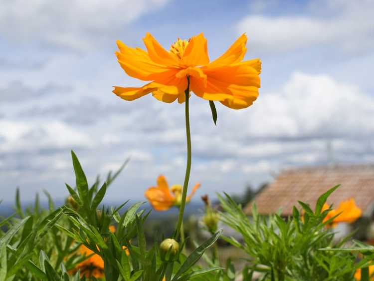 You are currently viewing Entretien des plantes Melampodium – Conseils sur la culture des fleurs de Melampodium