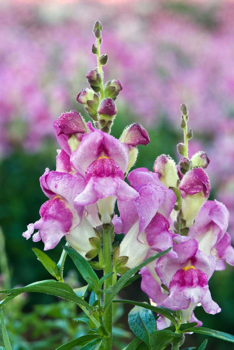 Lire la suite à propos de l’article Planter des mufliers dans le jardin : comment faire pousser des mufliers