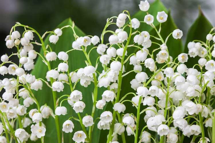 Lire la suite à propos de l’article Variétés de muguet – Cultiver différents types de plantes de muguet