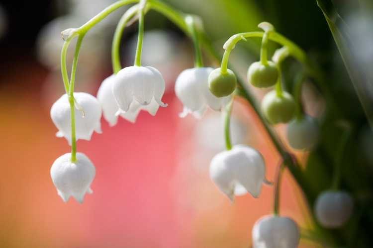 Lire la suite à propos de l’article Le muguet ne fleurit pas : pourquoi mon muguet ne fleurit-il pas