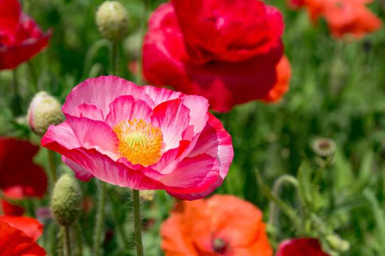 You are currently viewing Informations sur la culture des fleurs de pavot