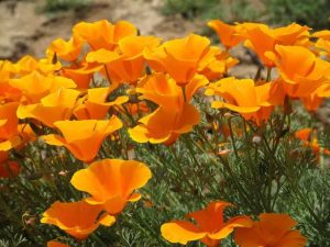 Lire la suite à propos de l’article Entretien des coquelicots de Californie : comment faire pousser un pavot de Californie