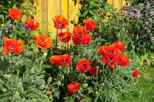 Lire la suite à propos de l’article Pas de fleurs de pavot oriental – Raisons pour lesquelles les coquelicots orientaux ne fleurissent pas