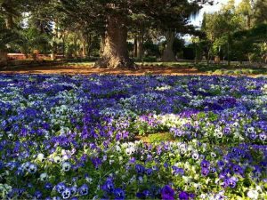 Lire la suite à propos de l’article Les meilleures fleurs pour l’ombre