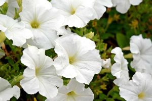 Lire la suite à propos de l’article Fleurs de pétunia blanches : choisir des pétunias blancs pour le jardin