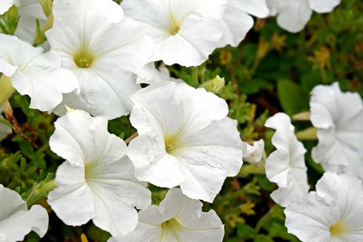 You are currently viewing Fleurs de pétunia blanches : choisir des pétunias blancs pour le jardin