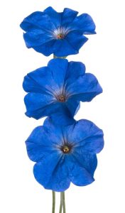 Lire la suite à propos de l’article Fleurs de pétunia bleues : jardiner avec des pétunias bleus