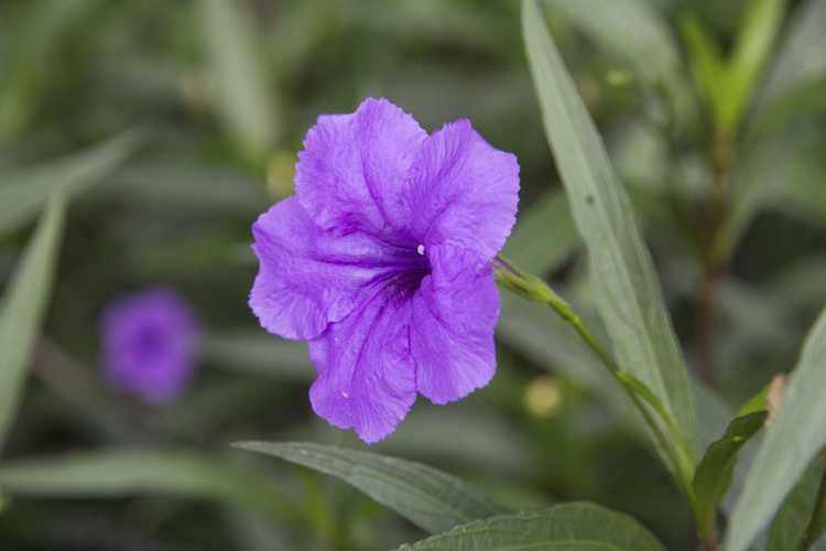 You are currently viewing Le Ruellia est-il envahissant : conseils pour se débarrasser des pétunias mexicains