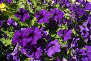 Lire la suite à propos de l’article Fleurs de pétunia violet : conseils pour choisir les variétés de pétunia violet