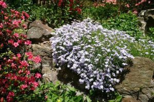 Lire la suite à propos de l’article Prendre des boutures de Phlox rampantes : Comment faire pousser du Phlox rampant à partir de boutures