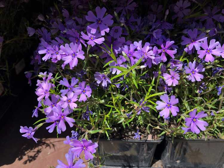 Lire la suite à propos de l’article Plantes Phlox cultivées en conteneurs – Comment faire pousser du Phlox rampant dans des pots