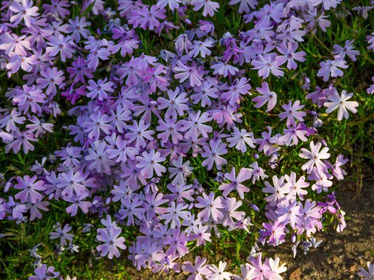 You are currently viewing Instructions de plantation de Phlox rampant : Conseils pour cultiver du Phlox rampant