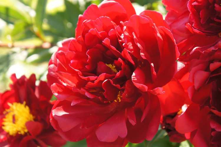 Lire la suite à propos de l’article Variétés de pivoines rouges: cueillette de plantes de pivoines rouges pour le jardin