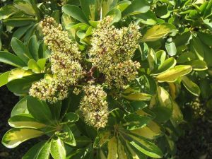 Lire la suite à propos de l’article Schefflera fleurit-il : informations sur les fleurs des plantes Schefflera