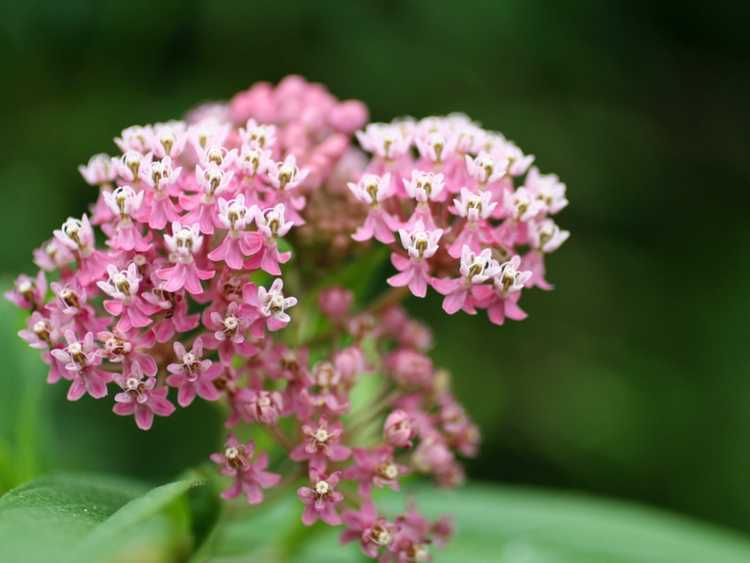 You are currently viewing Plantes de plein soleil pour sol humide – Meilleures plantes pour le plein soleil et les sols humides