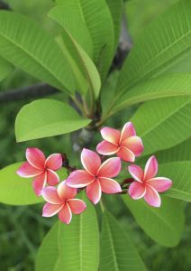 Lire la suite à propos de l’article Engrais pour fleurs de Plumeria – Quand et comment fertiliser le Plumeria