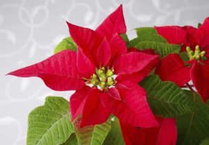 Lire la suite à propos de l’article Exigences en engrais pour poinsettias : comment et quand fertiliser les poinsettias