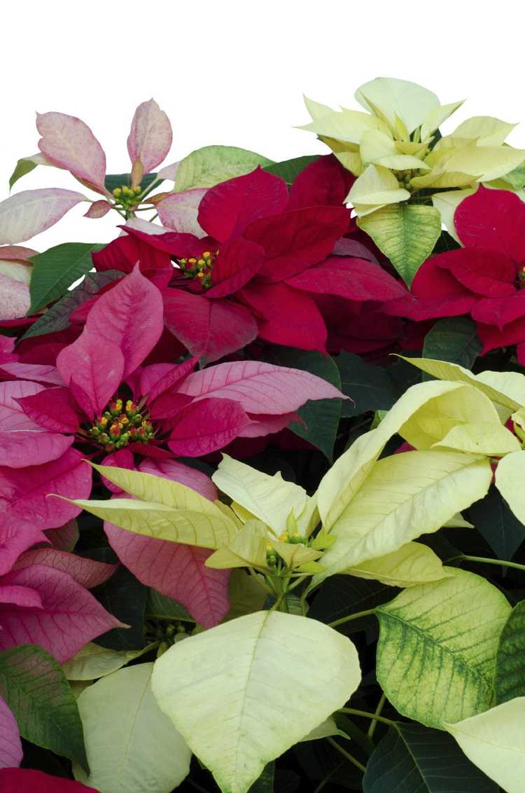 You are currently viewing Types de plantes de poinsettia : choisir différentes variétés de poinsettia