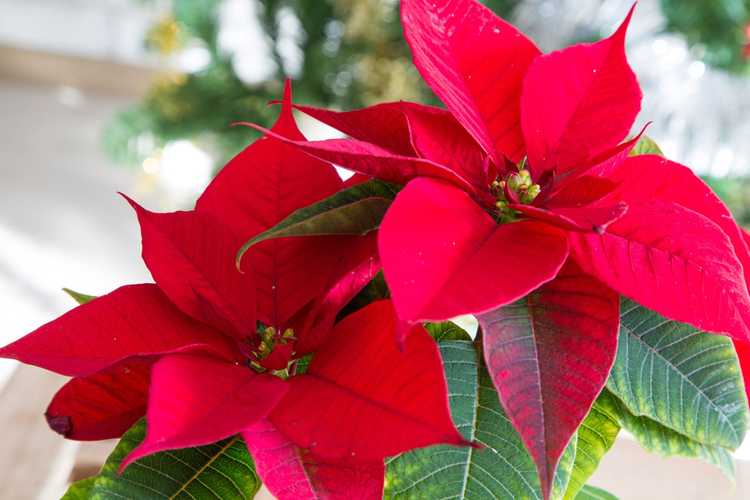 You are currently viewing Poinsettias et Noël – Histoire des poinsettias