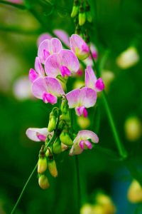 Lire la suite à propos de l’article Pois de senteur cultivés en pot : comment faire pousser des fleurs de pois de senteur dans des pots
