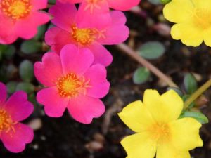 Lire la suite à propos de l’article Fleur de Portulaca : Conseils pour l'entretien du Portulaca