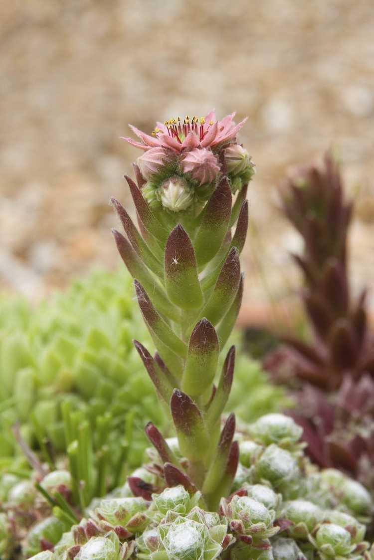 You are currently viewing Fleurs de poules et de poussins : les plantes de poules et de poussins fleurissent-elles