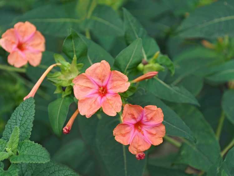 Lire la suite à propos de l’article Entretien des plantes en hiver à Four O'Clocks : Conseils pour l'hivernage à Four O'Clocks