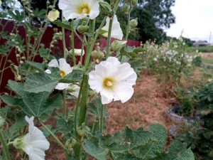 Lire la suite à propos de l’article Symptômes de l'anthracnose de la rose trémière : traiter la rose trémière par l'anthracnose