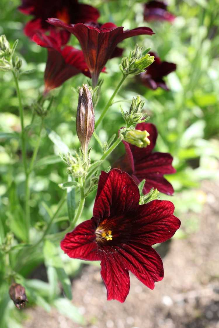 Lire la suite à propos de l’article Soins du salpiglossis : conseils pour cultiver du salpiglossis à partir de graines