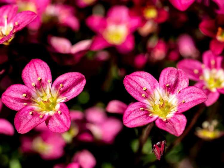 You are currently viewing Soin des plantes Saxifraga – Conseils pour faire pousser des fleurs Rockfoil