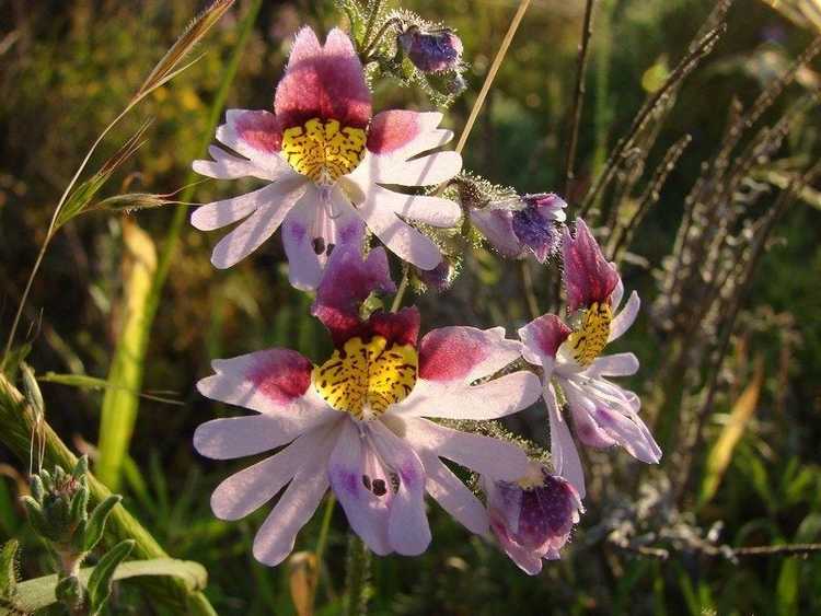 You are currently viewing Cultiver du Schizanthus – Prendre soin des plantes d'orchidées du pauvre