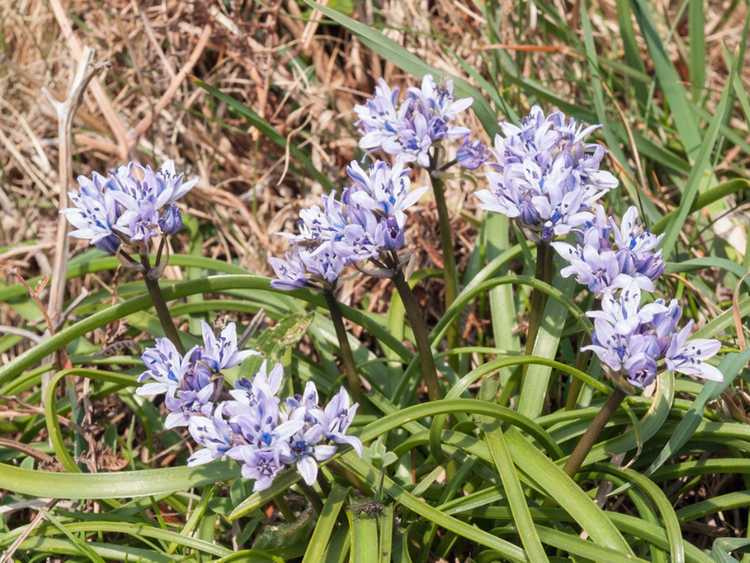 You are currently viewing Conseils de plantation de scilles de printemps : Cultiver des fleurs de scilles de printemps