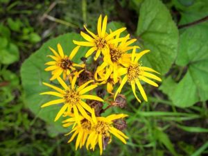 Lire la suite à propos de l’article Informations sur la plante Ligularia: Comment prendre soin de la fleur de séneçon de Ligularia