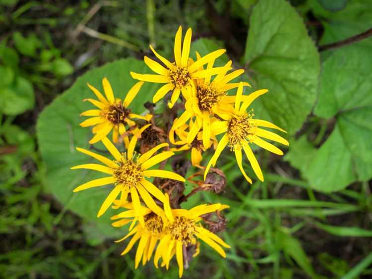 You are currently viewing Informations sur la plante Ligularia: Comment prendre soin de la fleur de séneçon de Ligularia