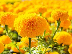 Lire la suite à propos de l’article Conception de jardin jaune : conception d'un jardin avec des plantes jaunes
