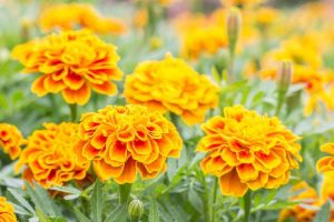 Lire la suite à propos de l’article Souci contre. Calendula – Différence entre les soucis et les calendulas