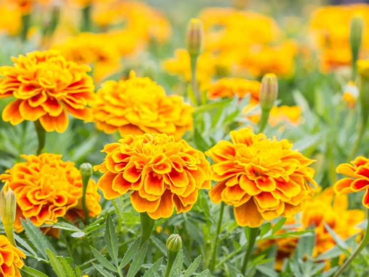You are currently viewing Cultiver des fleurs de souci : comment faire pousser des soucis