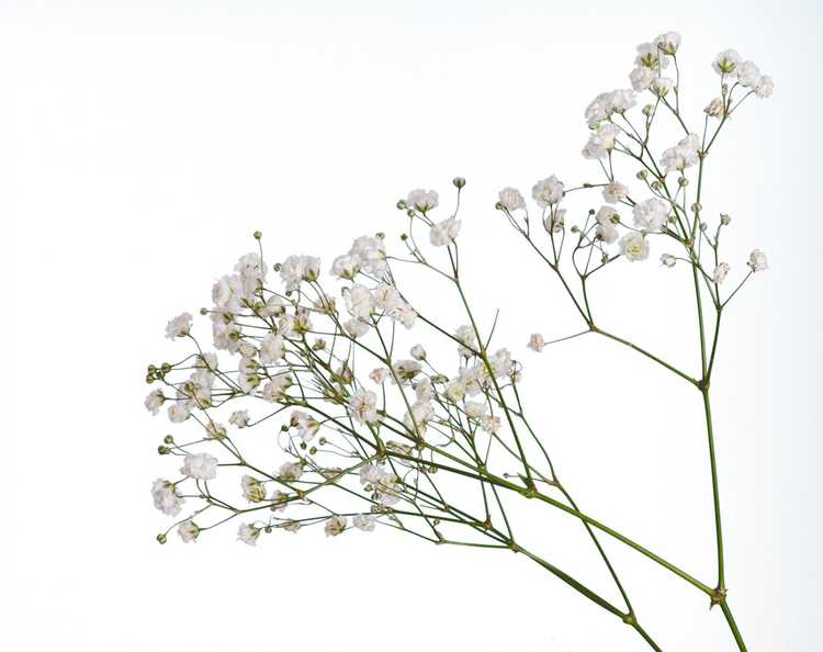 You are currently viewing Fleurs de haleine de bébé – Comment faire pousser une plante de haleine de bébé dans le jardin